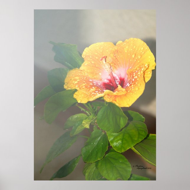Flor de Hibiscus Poster (Frente)