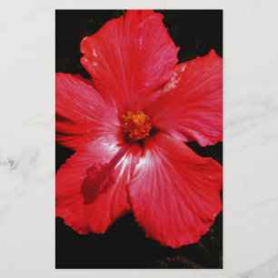 Flor de Hibiscus Vermelho Rosa-Quente a Preto