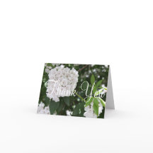 Flor de Laurel da Montanha Branca de Agradecimento