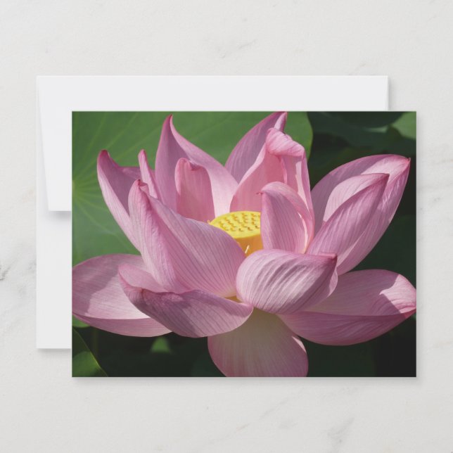 Flor de Lotus Rosa IV (Frente)