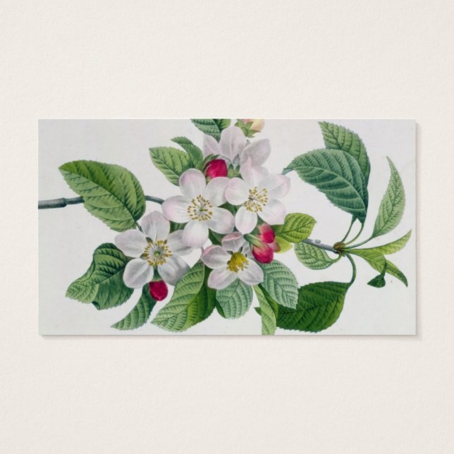 Flor de Maçã, de "Les Choix des Plus Belles" (Verso)