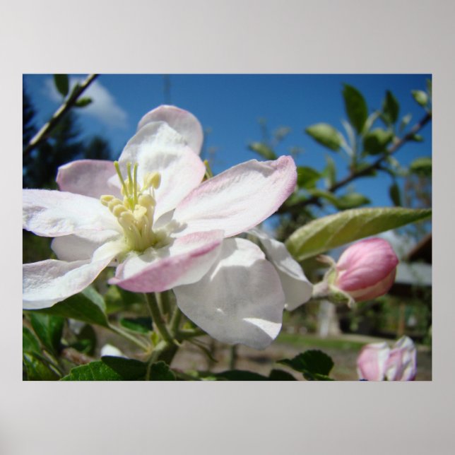 FLOR DE MAÇÃ Impressões de Arte de Flores Arte Emo (Frente)