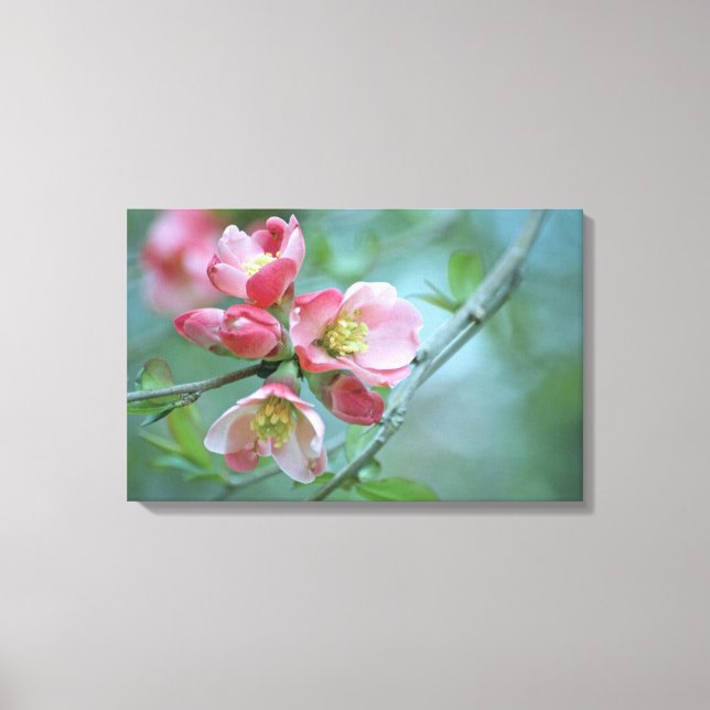 Flor de Maçã #P0356 Canvas (Frente)