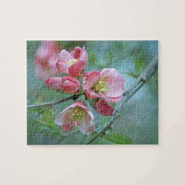 Flor de Maçã #P0356 Quebra-cabeça (Horizontal)