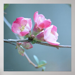 Flor de Maçã #P0358 Poster