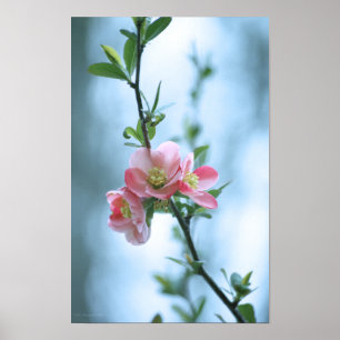 Flor de Maçã #P0365 Poster
