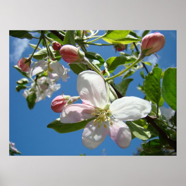 FLOR DE MAÇÃ PRIMAVERA Flores Impressões Artística (Frente)