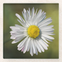 Flor de Margarida