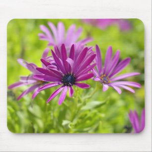 Flor de Margarida Africana Mousepad