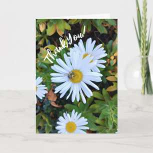Flor de margarida branca com um Cartões de agradec
