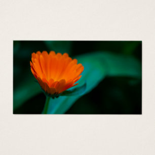 Flor de margarida laranja