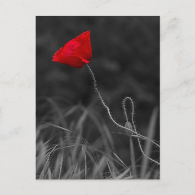 Flor de Papoula Vermelha de Cartão Postal (Frente)