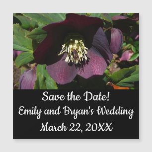 Flor de Páscoa de Rosa com lente roxa