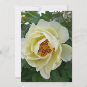 Flor de Peony Amarelo-claro