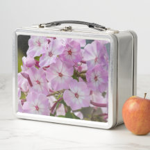 Flor de Phlox Rosa, Fotografia Canadense