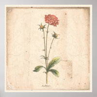 Flor de Pincushion de Poster Botânico Antiquado