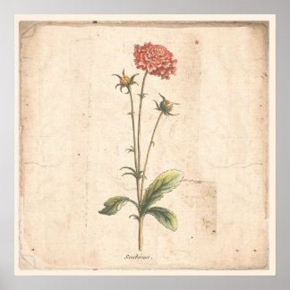 Flor de Pincushion de Poster Botânico Antiquado