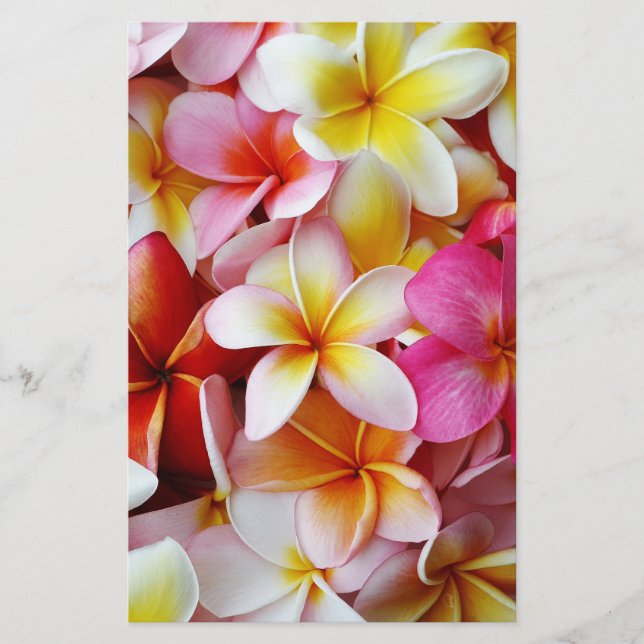 Flor de Plumeria Misturada, Amarela Cor-de-rosa (Frente)