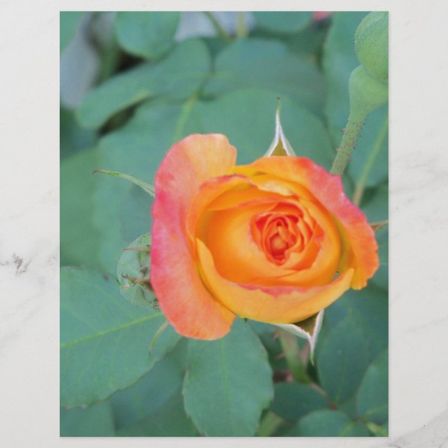flor de rosa amarelo alaranjado (Frente)