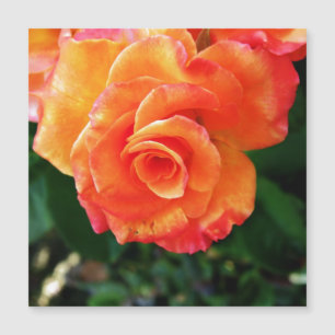 Flor de rosa laranja