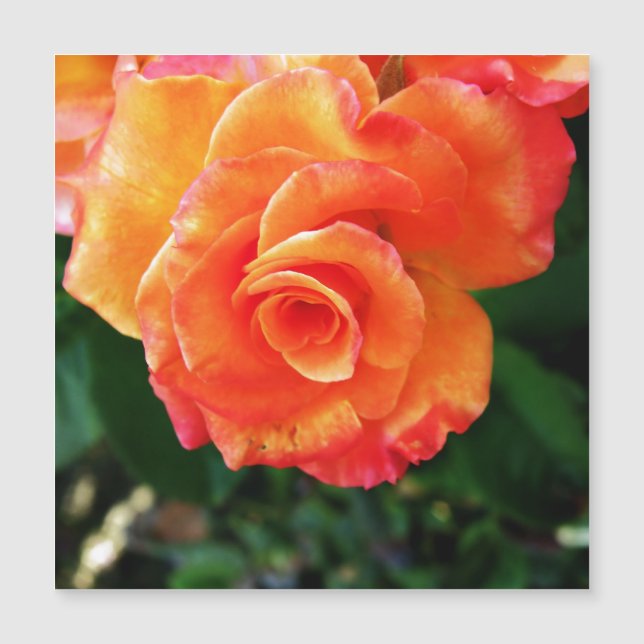 Flor de rosa laranja (Frente)