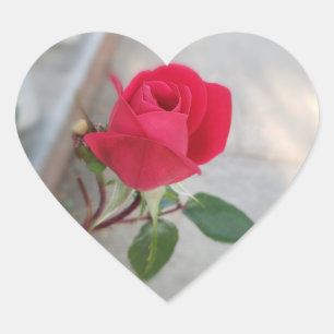Flor de rosa vermelha pequena no autocolante card