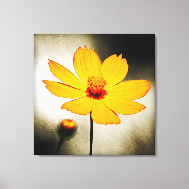 Flor do cosmos amarelo - Canvas de arte (Frente)