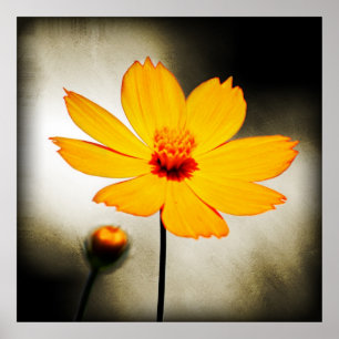 Flor do cosmos amarelo - Poster de arte