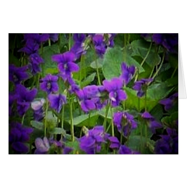 Flor do Estado de Wisconsin: Cartão Violeta de Mad (Frente Horizontal)