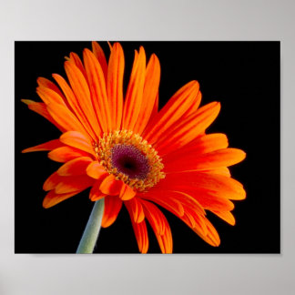Flor Fechar Poster