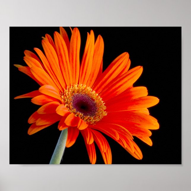 Flor Fechar Poster (Frente)