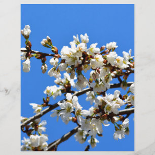 Flor floral branco de primavera
