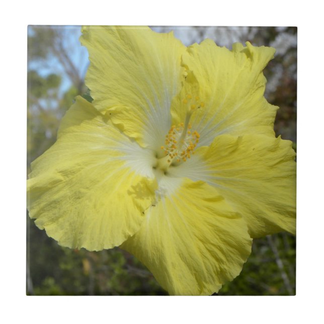 Flor floral de Havaí do azulejo amarelo tropical (Frente)
