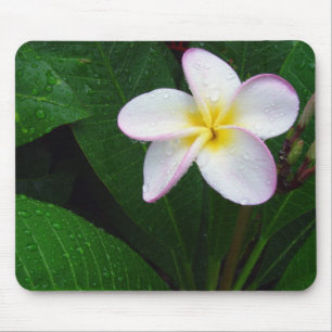 Flor havaiana amarela & branca Mousepad do