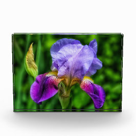 Flor Iris esplêndida