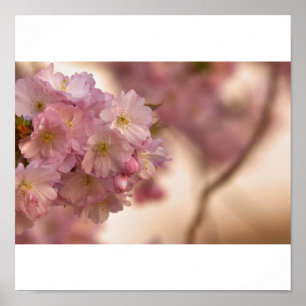 flor japonesa de kirsch poster