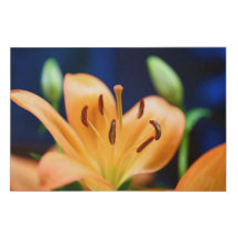 Flor Laranja Lilly