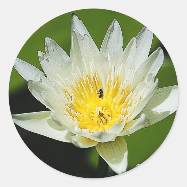 Flor lírio de água branca e autocolantes (Frente)