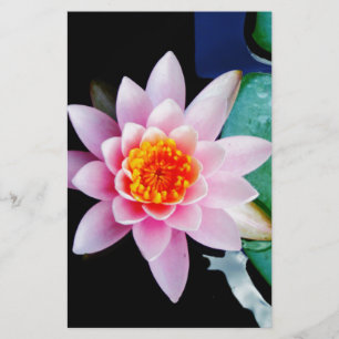 Flor lírio de água, rosa quente e lótus laranja