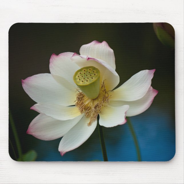 Flor Mousepad de Lotus (Frente)