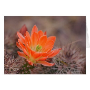 flor no cartão alaranjado