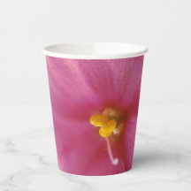 Flor Pastel Pink African Violet (Saintpaulia)