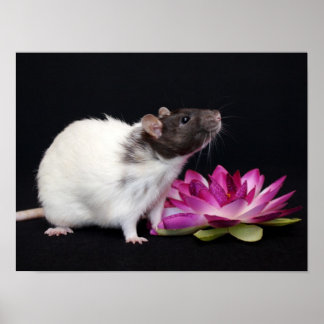 Flor Pequeno - Poster de Rato