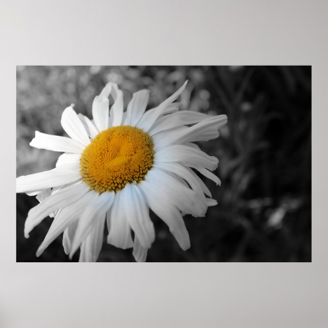 Flor Preto e Branco com Poster amarelo (Frente)