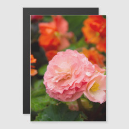 Flor rosa delicada após a chuva