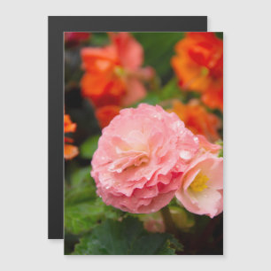 Flor rosa delicada após a chuva