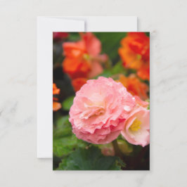 Flor rosa delicada após a chuva