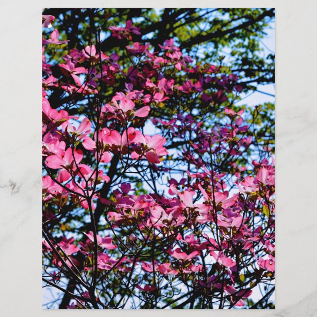 Flor rosa Dogwood (Frente)