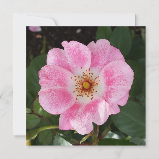 flor rosa na sombra (Frente)