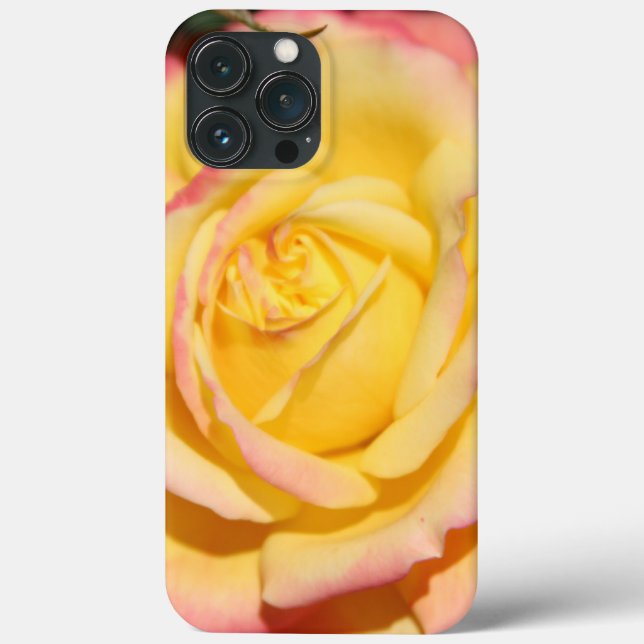 Flor Rosa Rosa Amarelo (Verso)